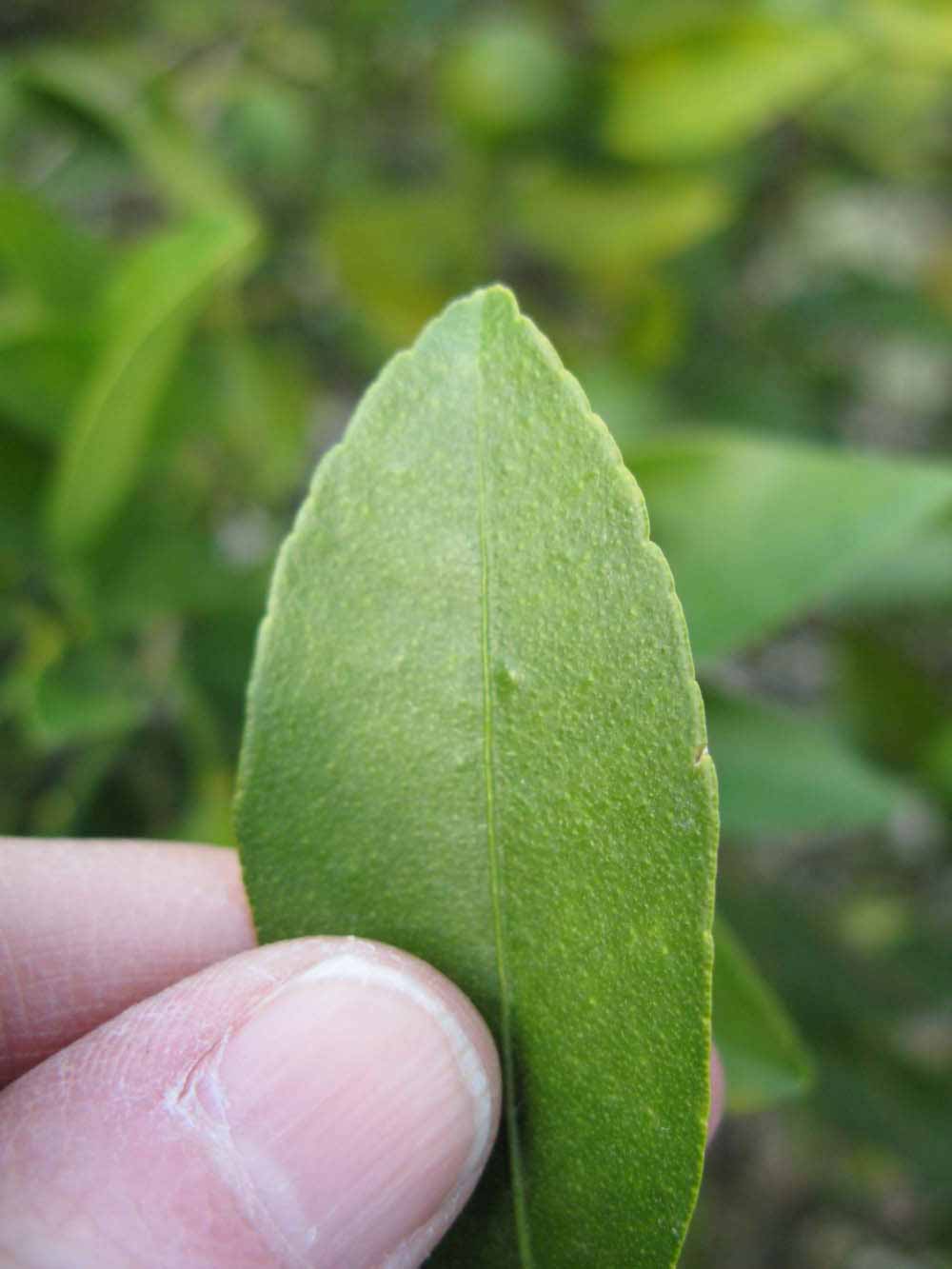              Margin (Winter Haven, FL)       